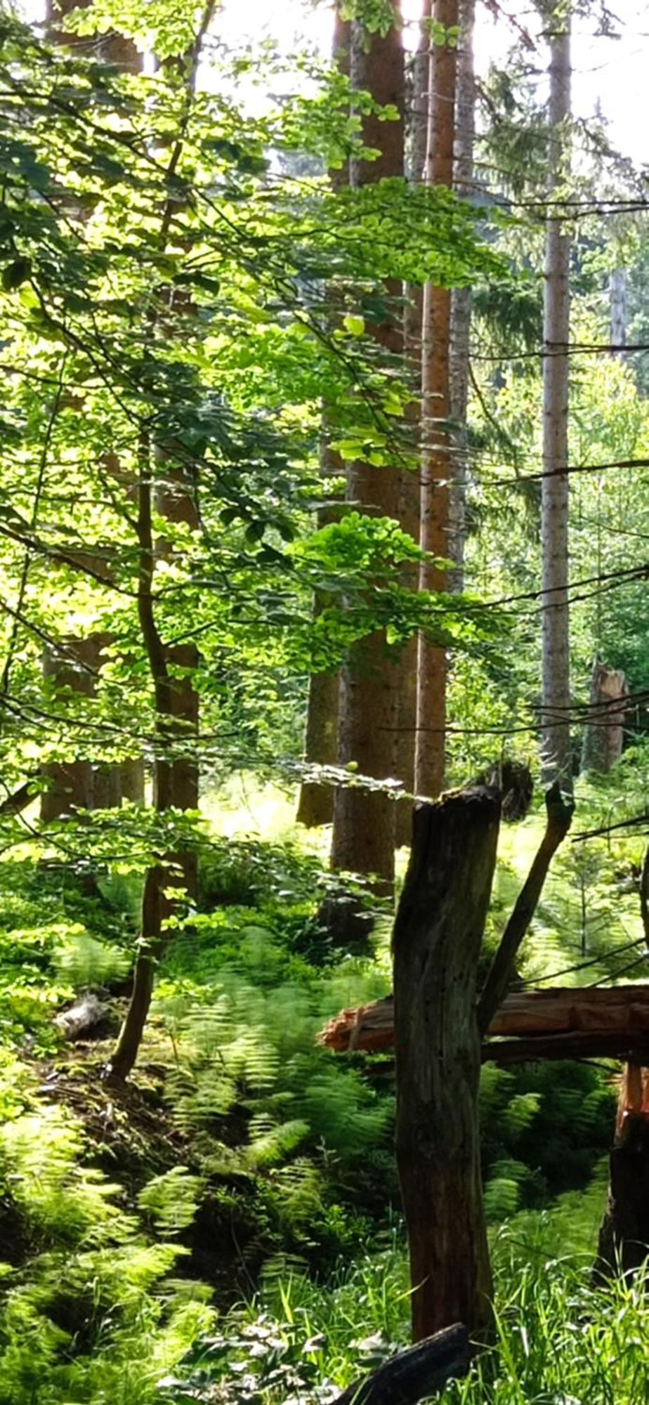 Gaestehaus Am Goldberg Sankt Oswald-Riedlhuette Luaran gambar